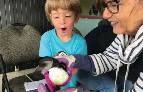  ?? JENNIFER BAIN PHOTOS/TORONTO STAR ?? Charlie MacKenzie, 4, takes a shine to a puffling he names Mister Wally. He and other rescued baby puffins were later released back into the ocean.