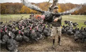  ?? Photograph: Xinhua/Rex/Shuttersto­ck ?? Farmhand Mike Milkowski checks a turkey at the All Grass Farms, an all-natural livestock facility, in East Dundee in the north-west suburbs of Chicago.