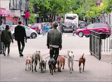 ?? NETFLIX VIA AP ?? Dogs walk through a city street in the Netflix documentar­y “Dogs,” streaming now.