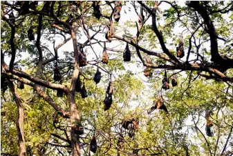  ??  ?? (Above) Bats roosting on trees next to the City College on Thursday.