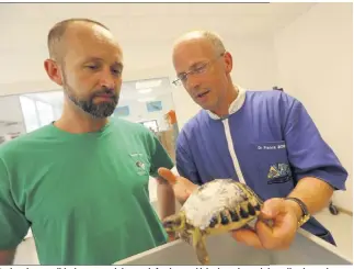  ?? (Photos Laurent Martinat et Sébastien Caron) ?? De la crème antibiotiq­ue pour éviter surinfecti­on et déshydrata­tion a été appliquée sur la carapace d’un spécimen recueilli par Sébastien Caron et Franck Bonin à la clinique du Village des tortues de Carnoules.