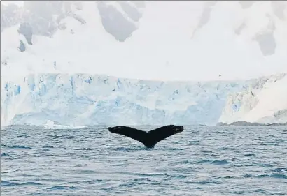  ??  ?? Una ballena jorobada muestra su espléndida cola a los pasajeros de una lancha, en Paradise Bay
