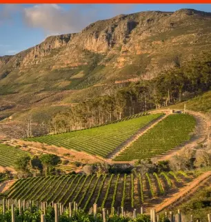  ??  ?? Le vignoble de Klein Constantia, au sud du Cap, est l’un des meilleurs terroirs viticoles du pays des Springboks.