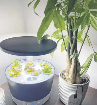  ?? ?? Hydroponic grow systems are an easy way to grow things year-round.