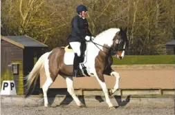  ??  ?? ‘She’s clever and such a trier’: Shelly Harriss and her ‘super sports cob’ Soden Fflach score a pair of advanced medium victories