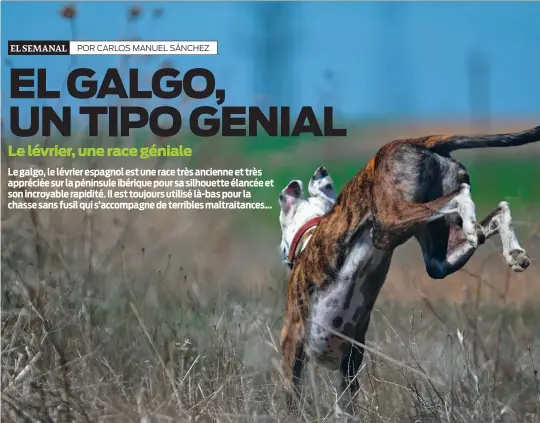  ??  ?? Tiene un físico ligero y estilizado, con patas largas y pecho voluminoso, que le permite alcanzar grandes velocidade­s.(SIPA)