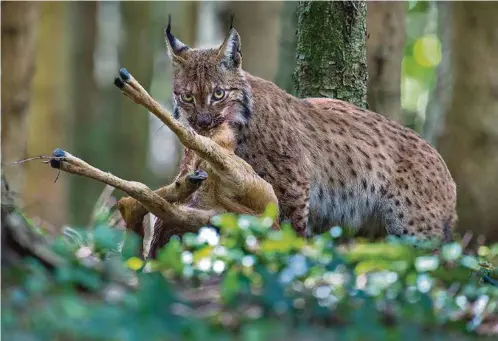  ??  ?? FAUNE Les grands félins seront au coeur de la journée mondiale de la protection des espèces le 3 mars. Car tigres, lions ou encore léopards n’ont jamais été aussi menacés. Leur nombre ne cesse de diminuer. Une lueur d’espoir dans ce sombre tableau: la...