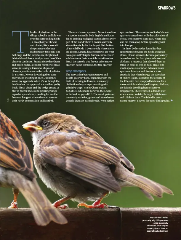  ??  ?? We still don’t know precisely why UK sparrows – once massively abundant from city to countrysid­e – have so dramatical­ly declined.