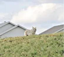  ?? CITY OF CALGARY ?? In 2017, there were 994 reports of coyote encounters, with 183 of them considered aggressive, according to city statistics.