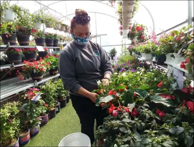  ?? PHOTOS BY ZACHARY SRNIS — THE MORNING JOURNAL ?? Callee Aviles, a clerk/cashier at Farm & Home Hardware in Wellington, takes care of flowers in the greenhouse.