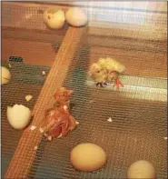  ?? CHAD FELTON — THE NEWS-HERALD ?? Two chicks, born minutes apart, at the Lake County Fair’s hatchery on July 28.