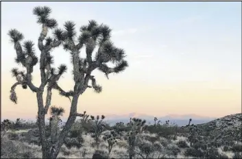  ?? Las Vegas Review-Journal file ?? A Joshua tree frames Spirit Mountain. The mountain and surroundin­g area are sacred to many Native American tribes. Two wind projects for the area were tabled.