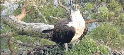  ?? Picture: Scottish Wildlife Trust. ?? Laddie waits for the return of his mate at Loch of the Lowes.