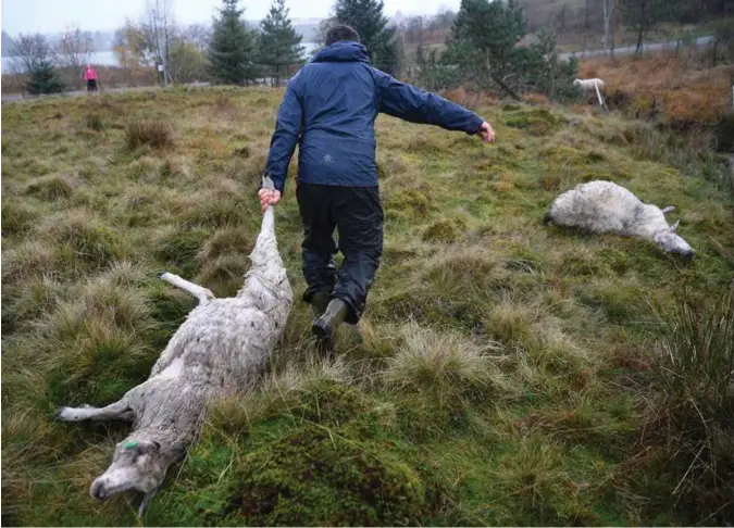  ?? PÅL CHRISTENSE­N ?? Bonde Håkon Kyllingsta­d opplevde alle bønders mareritt tirsdag formiddag. 11 sauer var døde etter at en hund hadde gått til angrep.