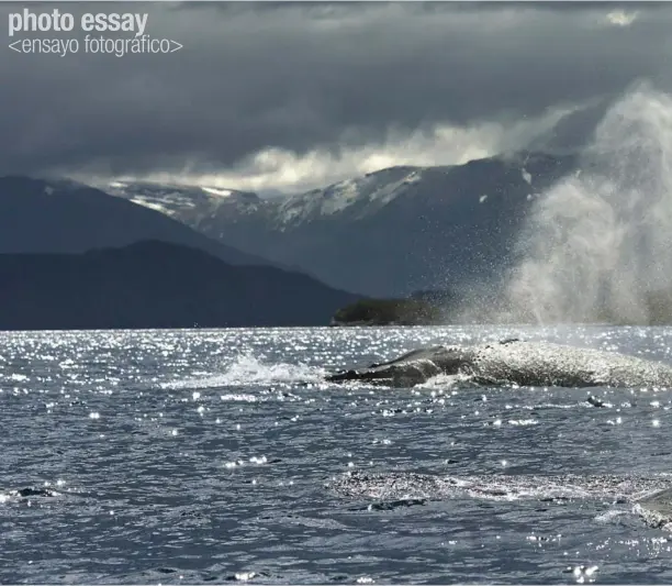  ??  ?? Above / Arriba: Humpback whale exhales and inhales before diving for food, Francisco Coloane Marine Park. Ballena jorobada exhala e inhala para sumergirse en busca de alimento, Parque Marino Francisco Coloane.