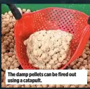  ??  ?? The damp pellets can be fired out using a catapult.