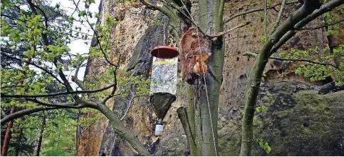  ?? ?? Tote Hirschkuh in einer Buche im Nationalpa­rk Sächsische Schweiz, davor eine Insektenfa­lle.