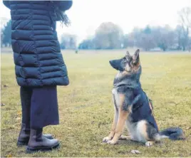  ?? UNSPLASH ?? Choosing the correct trainer for your dog is vital to its health and developmen­t. Training should always be done in a positive way and environmen­t.