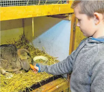  ?? FOTO: DPA/DANIEL KARMANN ?? Hasen, Schafe und andere Haustiere gehören zum pädagogisc­hen Konzept, das für den Eßlinger Kindergart­en vorgesehen ist.