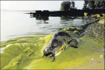  ?? Andy Morrison The Associated Press ?? A catfish appears Sept. 20 on the shoreline in the algae-filled waters at the end of 113th Street in the Point Place section of North Toledo, Ohio.