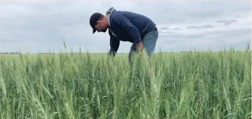  ?? (Rod Nicke/Reuters) ?? TOBAN DYCK inspects his wheat near Winkler, Manitoba last week. Hot and dry weather has resulted in thin, uneven stands.