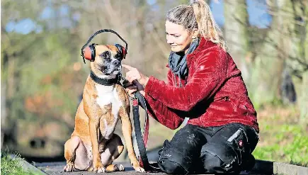 Angst vor Böllern: Hilfe für Hund, Katze und Co. - PressReader