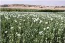  ?? Baloch/The Guardian ?? Afghanista­n grows more than 80% of the world’s opium. Photograph: Shah Meer