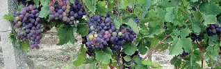  ??  ?? Il vitigno Nero di Troia, su cui la terra di Capitanata ha puntato, valorizzan­dolo grazie al consorzio di tutela