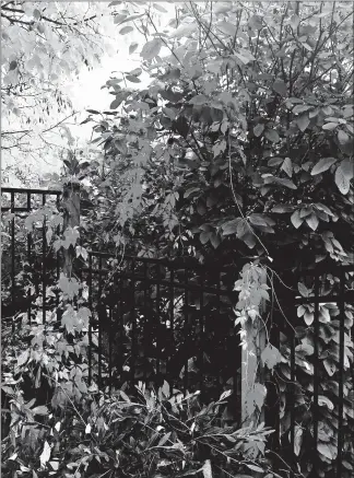  ?? DEAN FOSDICK/AP PHOTOS ?? An ivy-covered fence near Langley, Wash., underscore­s that there are no landscapin­g rules against blending plant varieties or integratin­g them into commercial fencing. Vines can soften the look of traditiona­l fences.