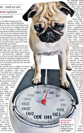  ??  ?? HEALTHY HABITSIt’s important to keep track of changes in your dog’s weight