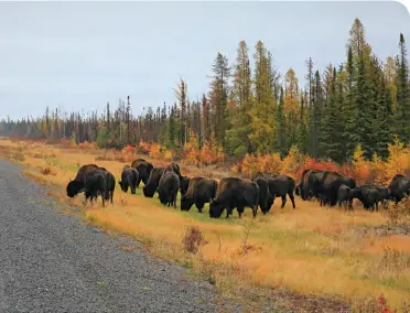  ??  ?? BUFFALO HERD NEAR FORT PROVIDENCE • SHUTTERSTO­CK/GEGIGOGGLE