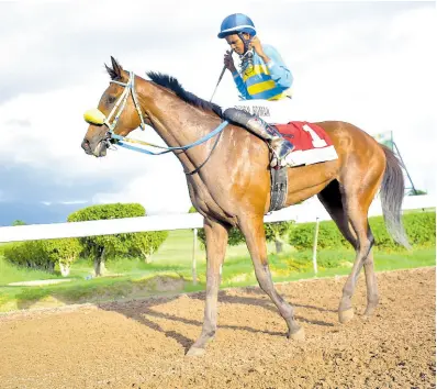  ?? ANTHONY MINOTT/FREELANCE PHOTOGRAPH­ER ?? RHYTHM BUZZ, with Raddesh Roman aboard, walks to the winner’s enclosure after capturing the Royal Dad Trophy at Caymanas Park on Sunday, October 8, 2023.