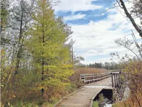  ?? LEWIS/MILWAUKEE JOURNAL SENTINEL CHELSEY ?? A tamarack whose needles are beginning to change colors stands alongside a boardwalk overlookin­g Watts Lake in the Cedarburg Bog on Oct. 21.