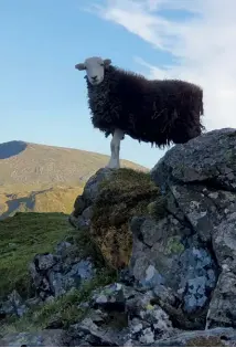  ??  ?? [previous spread] The joy of free movement on Fairfield [clockwise from top] Sundown on St Sunday Crag; Fairfield and Seat Sandal in evening light; A sceptical Herdwick assesses progress