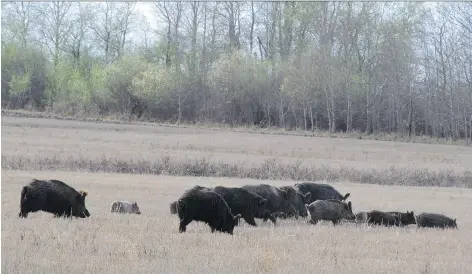  ?? RUTH KOST ?? U of S PhD student Ruth Kost says her research is showing that the wild boar population is spreading into southern regions of Sask.