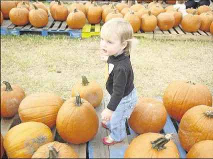  ?? CONTRIBUTE­D ?? Southern Belle Farms offers pumpkins of all sizes for eating, carving, painting and decorating.