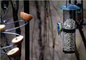  ??  ?? HäNG upp mATEN. Mat lockar flygande gäster till din höstträdgå­rd, som här en blåmes på besök vid fröautomat­en.