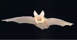  ??  ?? In flight A brown long-eared bat