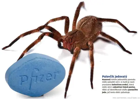  ?? Jedu, FOTO: SHUTTERSTO­CK // KOLÁŽ ŠIMON / LN ?? Palovčík jedovatý
Kousnutí tohoto jedovatého pavouka může způsobit smrt. U mužů je navíc provázeno bolestivou erekcí, která může vést k odumření tkáně penisu.
Vědci už identifiko­vali složku pavoučího
jež tento efekt způsobuje.