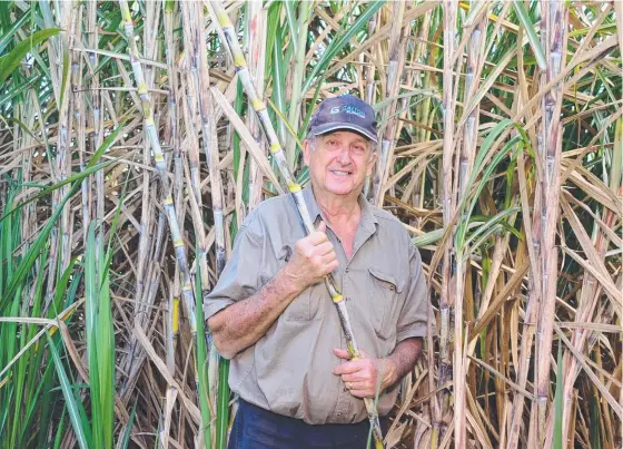  ?? INCREASED YIELD: Ingham farmer Fred Gangemi expects to cut 150- 170 tonne of cane per hectare from a paddock where the soil has been rejuvenate­d. ??