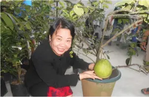  ??  ?? ATI Director Luz Taposok posing with a fruiting pomelo in a container.