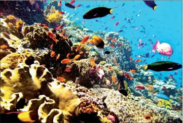  ??  ?? Coral reefs make up less than 0.1 per cent of ocean floors yet support 25 per cent of all marine life.