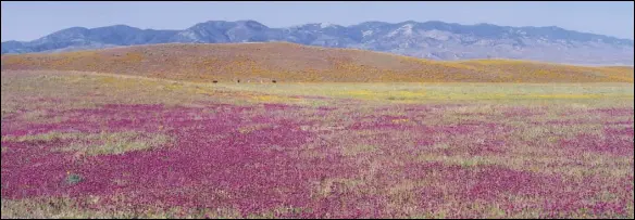  ?? PHOTO COURTESY OF RICHARD DICKEY ?? A field of wildflower­s adorns the proposed Centennial project site in this 2005 photo. The environmen­tal impact report for the master-planned mixed-use community on Tejon Ranch is flawed, Los Angeles County Superior Court Judge Mitchell Beckloff has ruled.