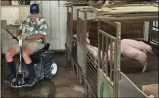  ??  ?? In this July 10 photo, farmer Mark Hosier, 58, rides a scooter as he checks on his pigs on his farm in Alexandria, Ind. ANDREW SOREGEL VIA AP