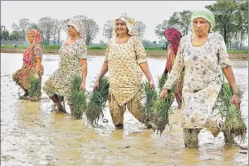  ?? SANJEEV KUMAR/HT ?? Labourers ready for transplant­ation in a paddy field at Phoos Mandi village near Bathinda.