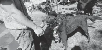  ?? ERIN POTTIE/CAPE BRETON POST ?? Thunder the black Labrador retriever wears a lei around his neck and looks for a pet from Ethan Devoe while attending a pool party Wednesday at Good Hands Boarding Kennels in Scotch Lake.