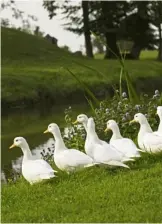  ??  ?? Lucky ducks roam the grounds