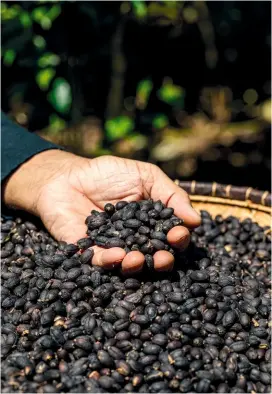  ?? ?? Patrice De Berge (ci-dessus, à gauche) et Éric Payet (ci-dessous) cultivent leurs caféiers selon les règles de l’agricultur­e biologique. Les grains poussent en grappes sur l’arbre, presque à hauteur d’homme. Ci-dessus, le café « noir », juste après le séchage. Il faut récolter 7 kg de cerises pour obtenir 1 kg de café en grains verts, débarrassé­s de leur pellicule noire. La torréfacti­on est l’ultime étape. Sur l’île, Patrice De Berge travaille avec deux artisans talentueux : Etc, à SaintGille­s, et Hope and Mind, au Tampon.