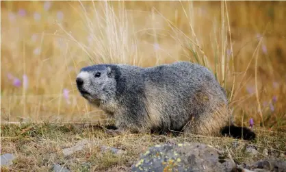  ??  ?? Groundhogs often gnaw on hard materials such as trees. Wood from caskets and human bones provide ample opportunit­y to pare down their teeth. Photograph: cristianoa­lessandro/Getty Images/iStockphot­o