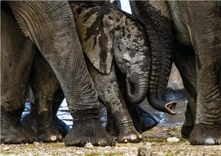  ??  ?? Olifante in die Krugerwild­tuin deur Annemarie du Plessis (IG: @annemarie_du_plessis) met ’n Canon EOS 1D Mk. II en ’n Canon 200-400 mm-lens.